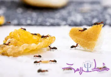 10 روش طبیعی و شیمیایی برای نابودی کامل مورچه ها از خانه 