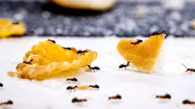 10 روش طبیعی و شیمیایی برای نابودی کامل مورچه ها از خانه 