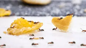 10 روش طبیعی و شیمیایی برای نابودی کامل مورچه ها از خانه 