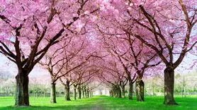 با نماهنگ بهار قبل از سال نو به خودتان حال خوب و سر سبزی درونی دهید + ویدئو