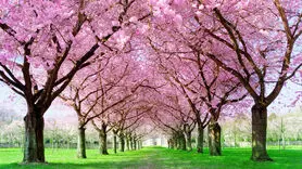 با نماهنگ بهار قبل از سال نو به خودتان حال خوب و سر سبزی درونی دهید + ویدئو