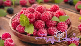از تقویت حافظه تا کاهش خطر افسردگی و آلزایمر ؛ راز شگفت‌ انگیز تمشک برای مغز / نویسنده: دکتر مریم سامانی- روانشناس بالینی و استاد دانشگاه-