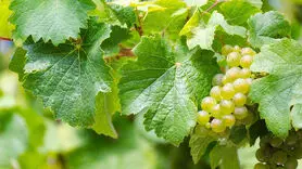 چه ویتامین هایی در برگ انگور وجود دارد؟