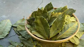 آیا برگ بو واقعاً طعم می‌دهد یا فقط شایعه است؟ + نحوه استفاده صحیح از برگ بو