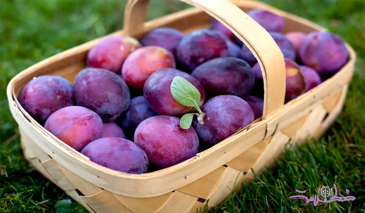 خواص این نوع  آلو برای لاغر شدن