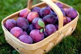 خواص این نوع  آلو برای لاغر شدن
