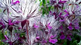 چای کوهی برای درمان چه بیماری‌هایی استفاده می‌شود؟