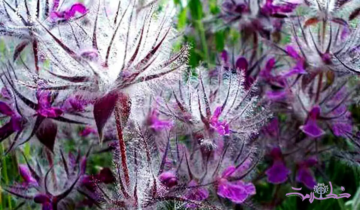 چای کوهی برای درمان چه بیماری‌هایی استفاده می‌شود؟