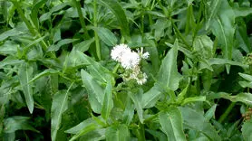 داروی خانگی و طبیعی برای افزایش میل جنسی 