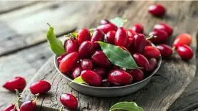 خواص شگفت‌انگیز زغال اخته / ضدافسردگی و محافظ مغز است