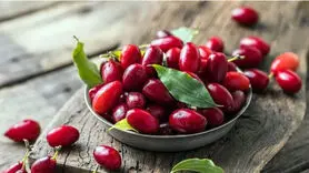 خواص شگفت‌انگیز زغال اخته / ضدافسردگی و محافظ مغز است