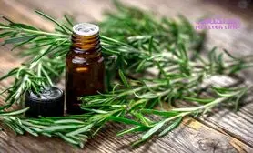 رزماری حافظه را تقویت و اضطراب را کم می کند