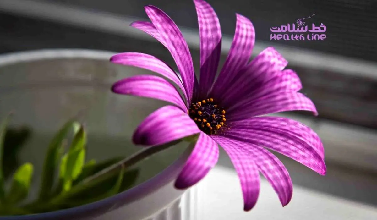 قلب بنفش چه معنایی می دهد؟
