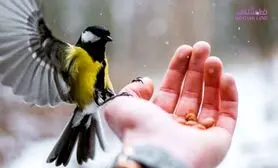 این ملودی نسخه دردهای روانی است