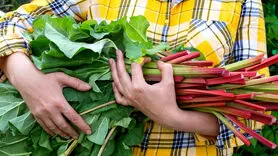 ابن سینا در مورد خواص ریواس چه گفته است؟