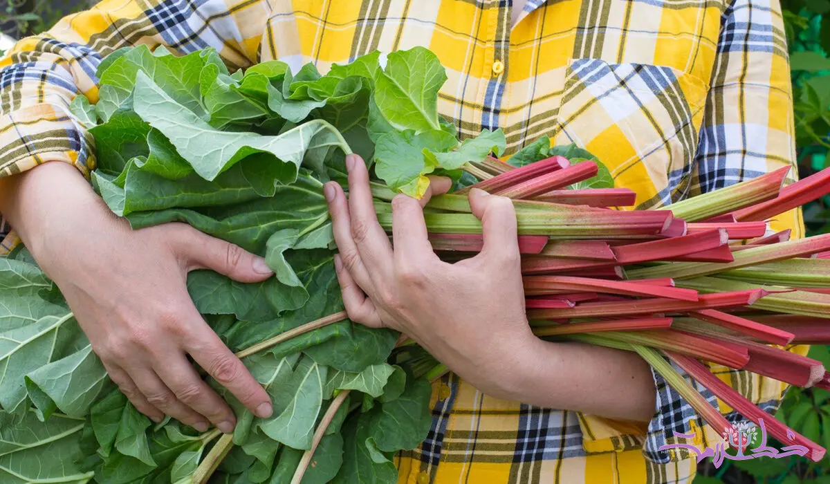 ابن سینا در مورد خواص ریواس چه گفته است؟