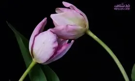این رفتار عاشقانه را تکرار کنید