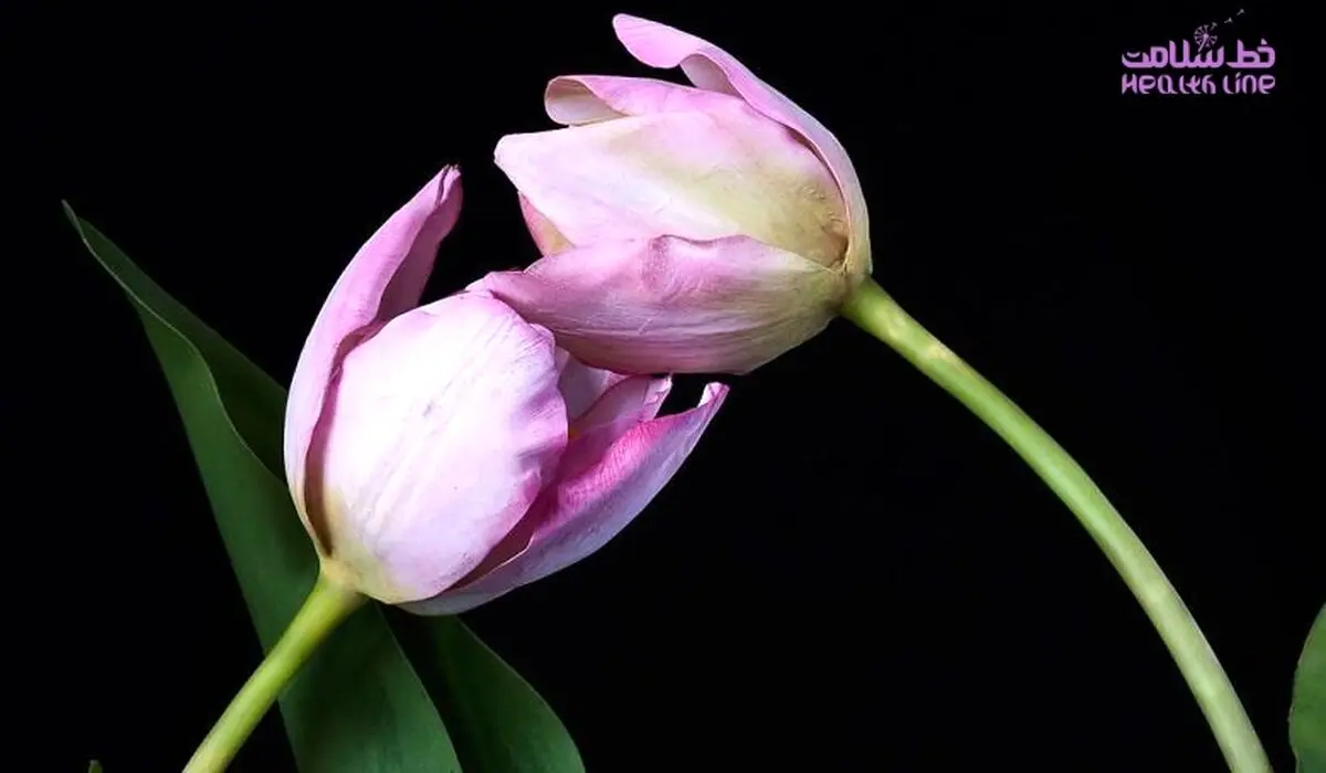 این رفتار عاشقانه را تکرار کنید