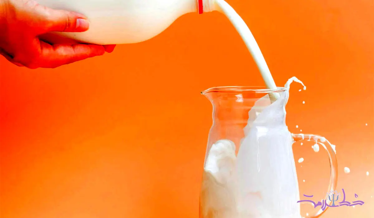 شیر شتر مقوی تر است یا شیر گاو؟/ اثرات معجزه آسای شیر شتر بر 11 بیماری