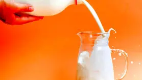 شیر شتر مقوی تر است یا شیر گاو؟/ اثرات معجزه آسای شیر شتر بر 11 بیماری