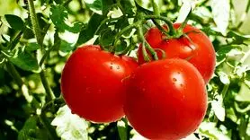 خواص گوجه فرنگی در بدنسازی و زیبایی که از آن بی‌خبر هستید!