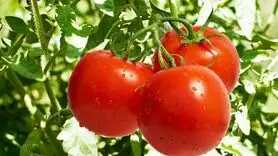 خواص گوجه فرنگی در بدنسازی و زیبایی که از آن بی‌خبر هستید!