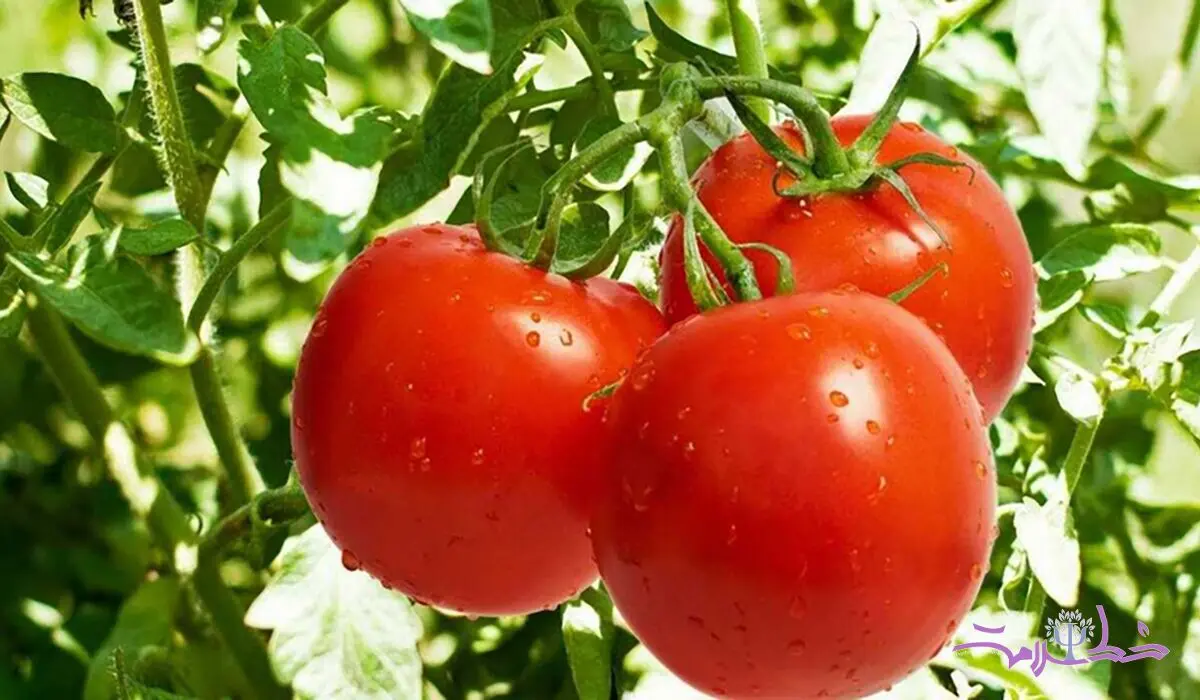 خواص گوجه فرنگی در بدنسازی و زیبایی که از آن بی‌خبر هستید!