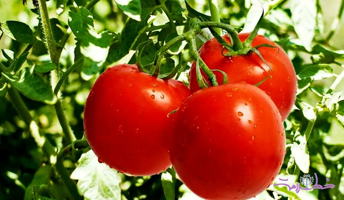 خواص گوجه فرنگی در بدنسازی و زیبایی که از آن بی‌خبر هستید!