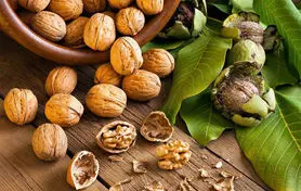 با گردو خواب های تان خرگوشی نیست