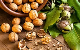 با گردو خواب های تان خرگوشی نیست