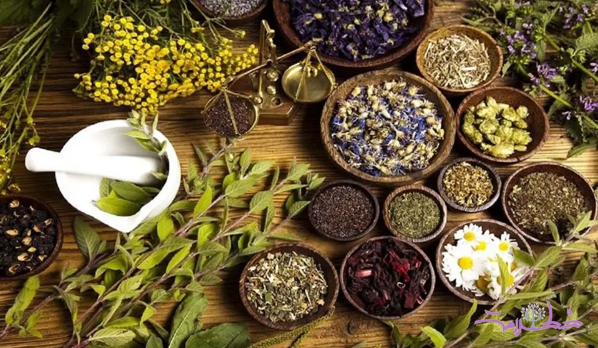 معجزه ۱۰ گیاه دارویی برای افزایش انرژی و تمرکز