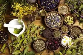 معجزه ۱۰ گیاه دارویی برای افزایش انرژی و تمرکز