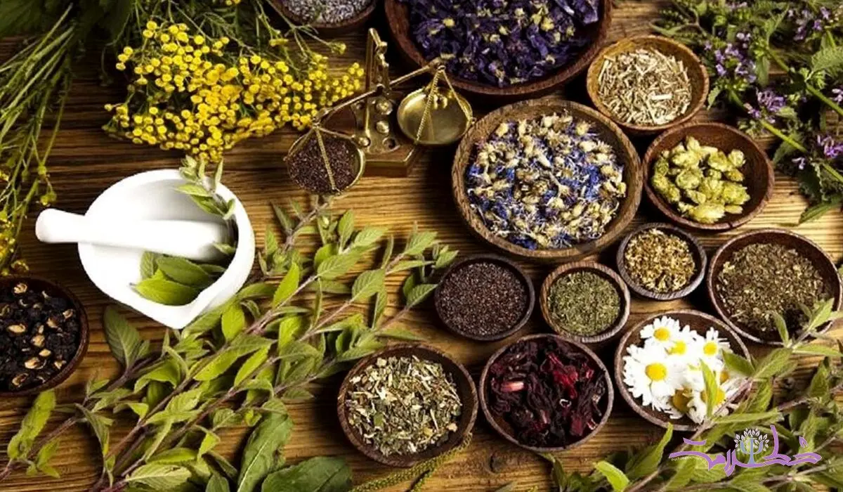 معجزه ۱۰ گیاه دارویی برای افزایش انرژی و تمرکز