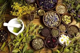 معجزه ۱۰ گیاه دارویی برای افزایش انرژی و تمرکز
