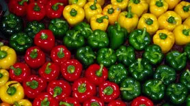 ۵ دستور غذایی فلفل دلمه‌ای غنی از پروتئین برای کاهش وزن