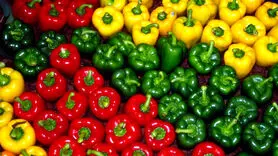 ۵ دستور غذایی فلفل دلمه‌ای غنی از پروتئین برای کاهش وزن