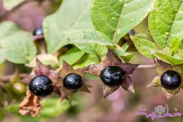 دو روی سکه بلادون / آماده