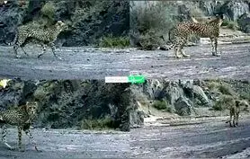  یوزپلنگ ماده با ۲ توله اش در سمنان دیده شد + عکس

