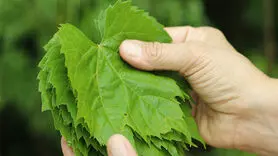 5 روش صحیح برای نگهداری از برگ مو که نمی دانید