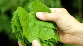 5 روش صحیح برای نگهداری از برگ مو که نمی دانید