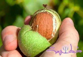 روش‌هایی کاربردی پاک کردن رنگ گردو از دست