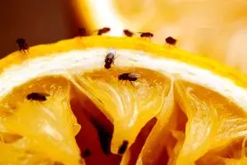 مگس از آزاردهندگی تا پیشگامی در علم ژنتیک و بیولوژی