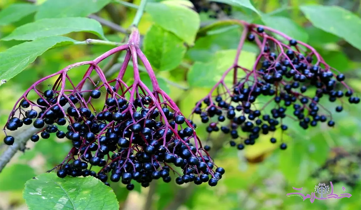 خواص شگفت‌انگیز گیاه آقطی سیاه برای سرماخوردگی و مشکلات تنفسی و   درد مفاصل