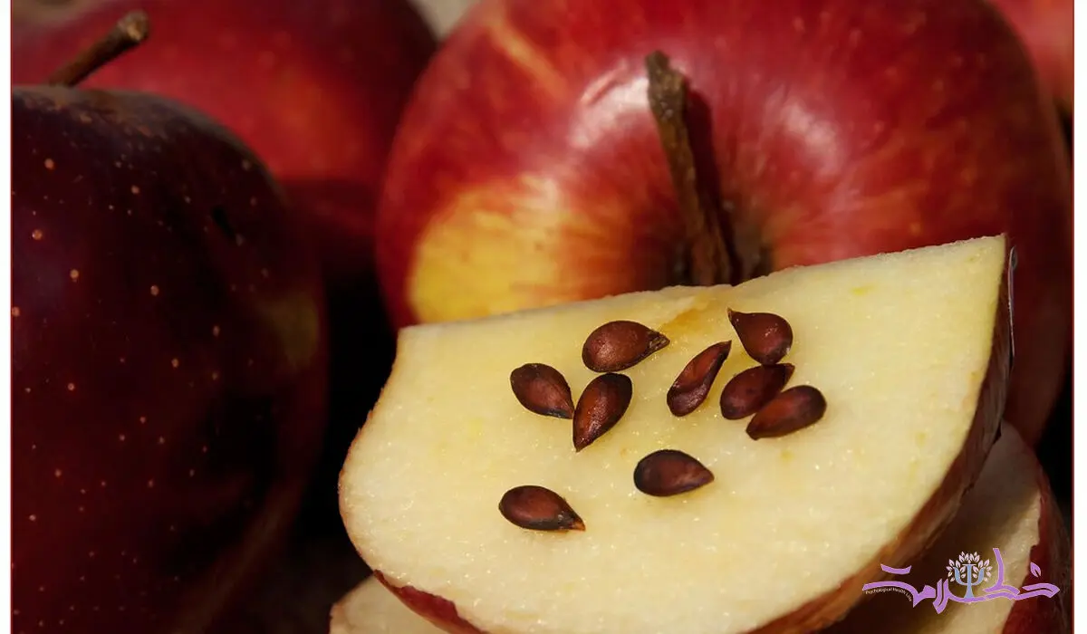 هر روز این 4 ماده غذایی سمی را می خورید و خبر هم ندارید