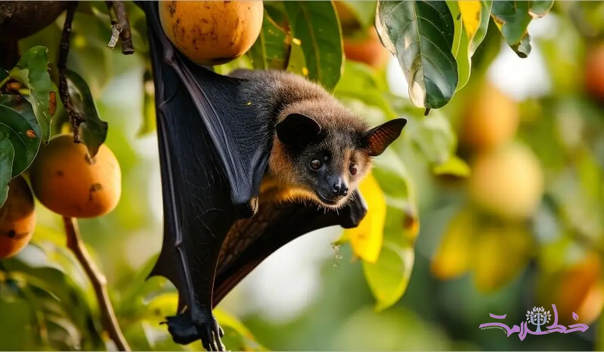 چرا خفاش‌های میوه‌خوار دیابت نمی‌گیرند اما انسان ها می گیرند؟