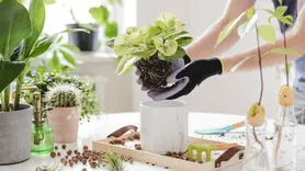 10 گیاه و گل آپارتمانی که برای سلامتی تان مفید است