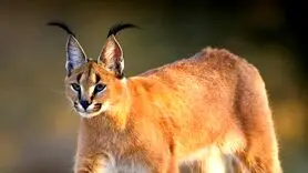 پناه بردن سیاهگوش وحشی بیمار به مرد روستایی + فیلم