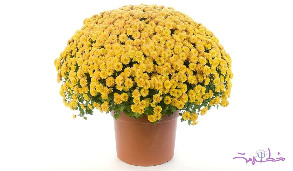 معجزه تاثیر 3 دقیقه ای نگاه کردن به این 2 رنگ گل برای رسیدن به آرامش