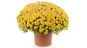 معجزه تاثیر 3 دقیقه ای نگاه کردن به این 2 رنگ گل برای رسیدن به آرامش