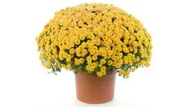 معجزه تاثیر 3 دقیقه ای نگاه کردن به این 2 رنگ گل برای رسیدن به آرامش